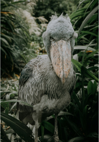 shoebill image